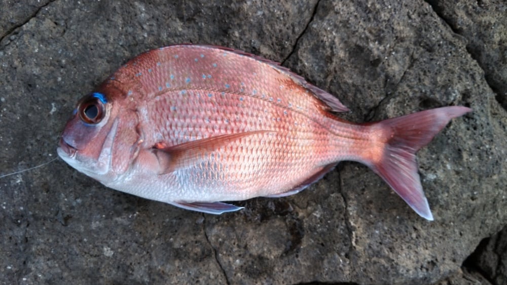 カゴ釣りで春のマダイを狙え！