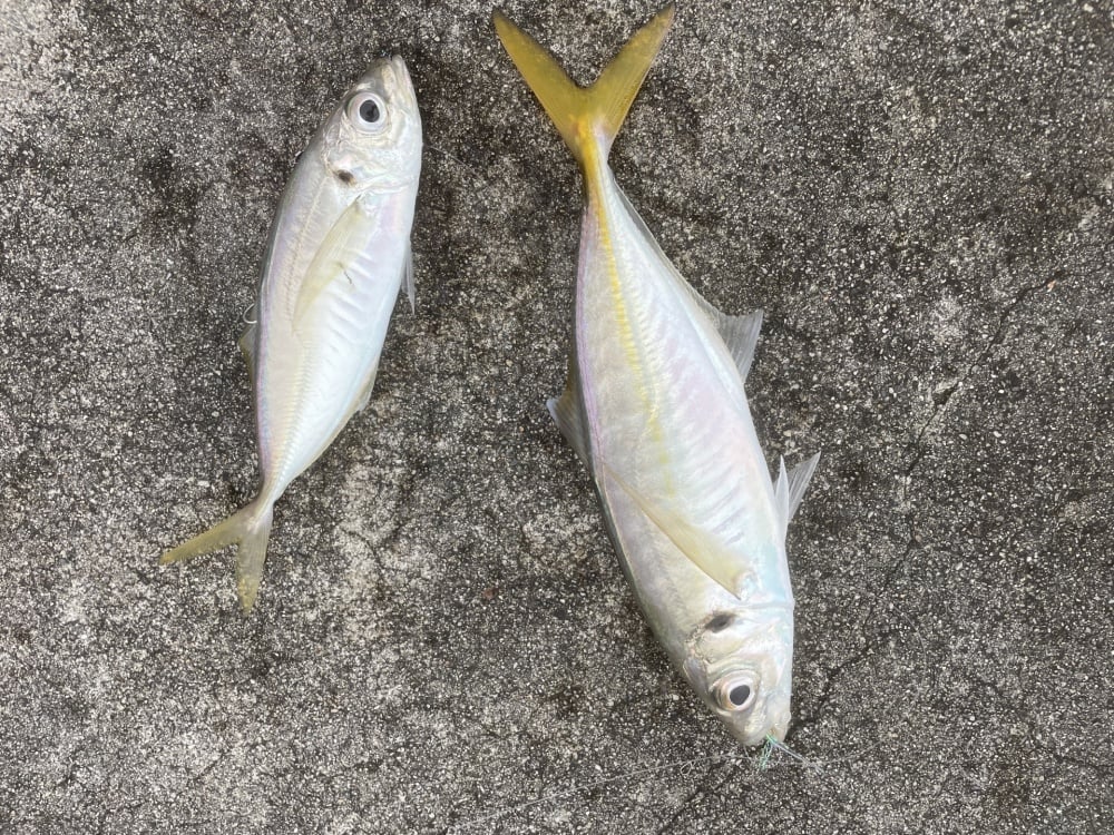夏のカゴ釣りはアジが狙い目