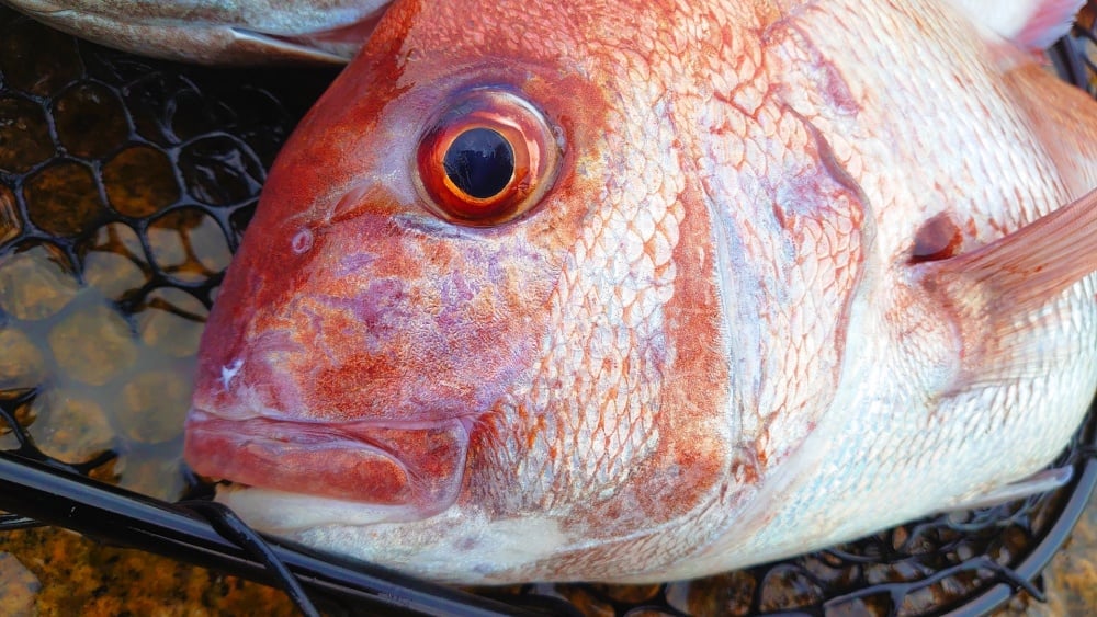 カゴ釣りで釣果を伸ばすには？