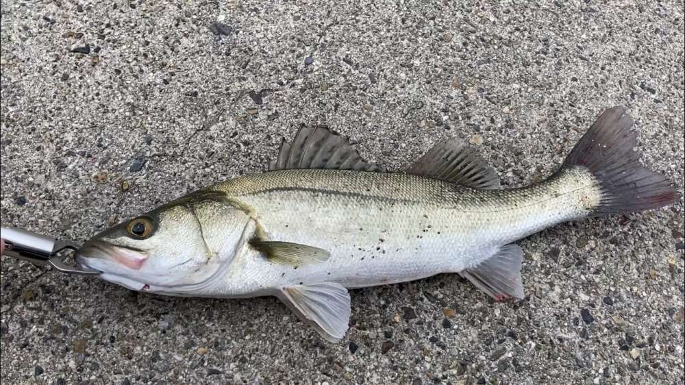 メタバマは海でも釣れる？