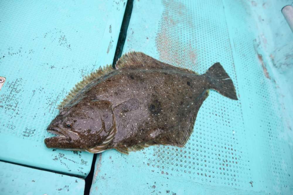 中型電動リールはマダイやヒラメなどの中型魚に