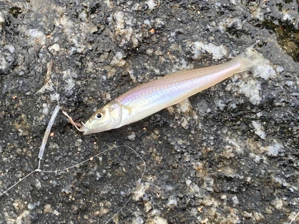 キス釣り仕掛けを徹底解説