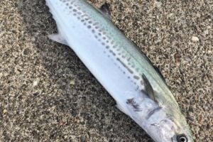 サワラの旬や美味しい食べ方を紹介