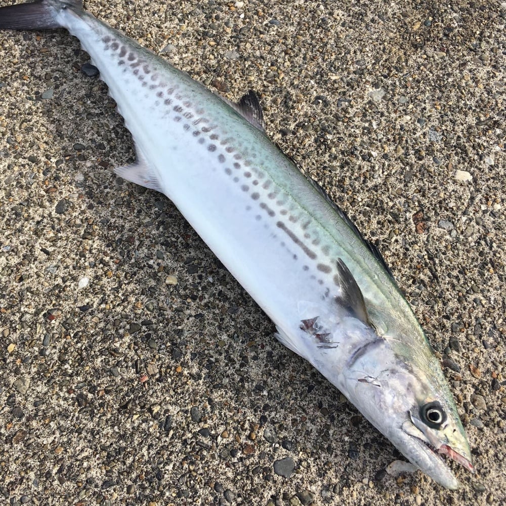 サワラの旬や美味しい食べ方を紹介