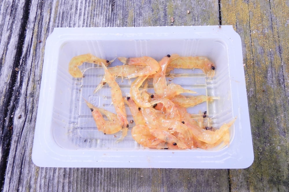 カゴ釣りのサシエの定番はオキアミ