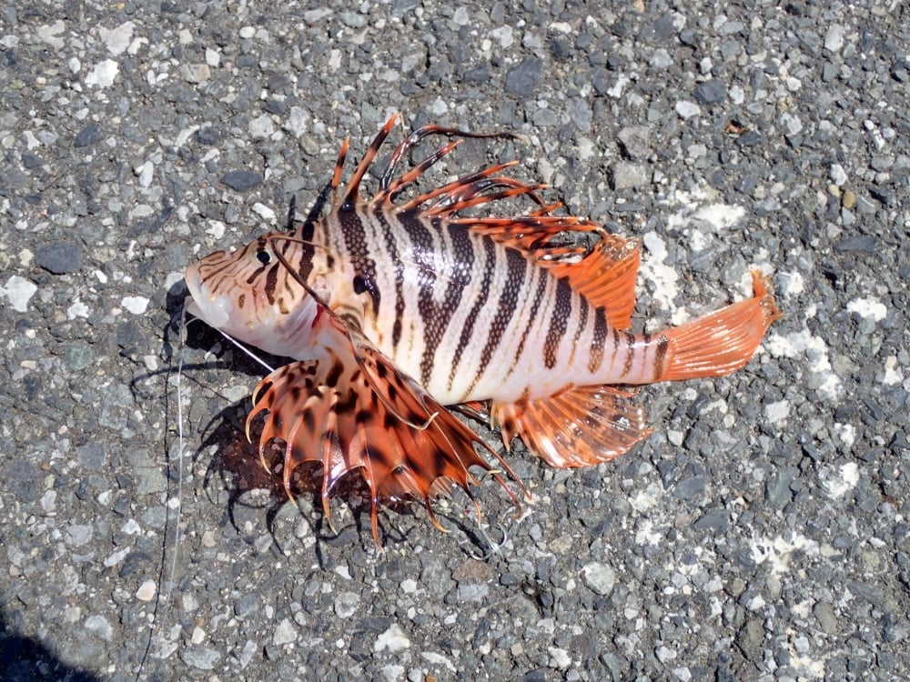 ミノカサゴが釣れてしまったらどうする？