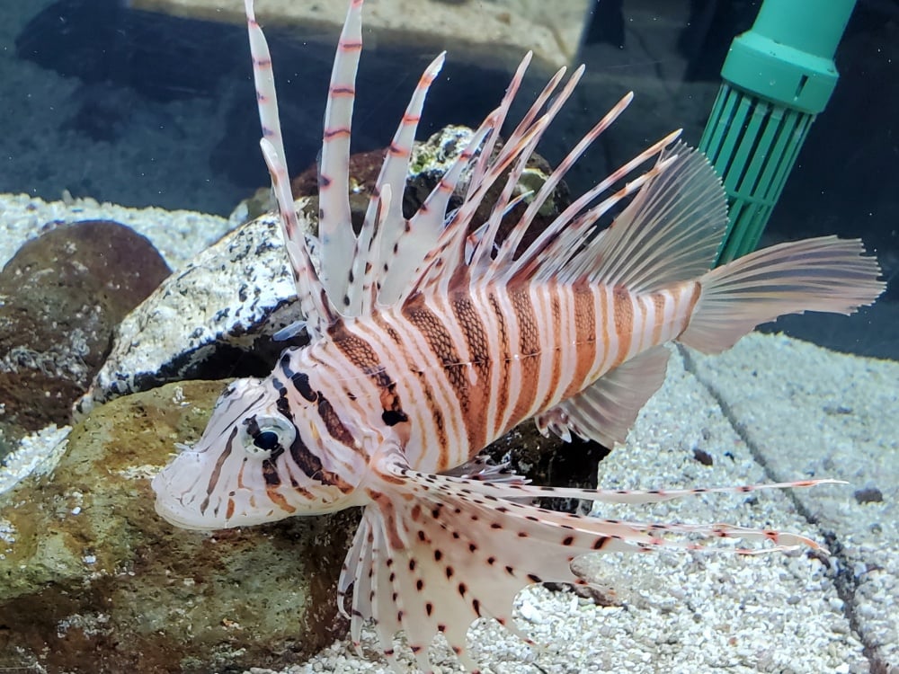 ミノカサゴは水槽飼育できる？