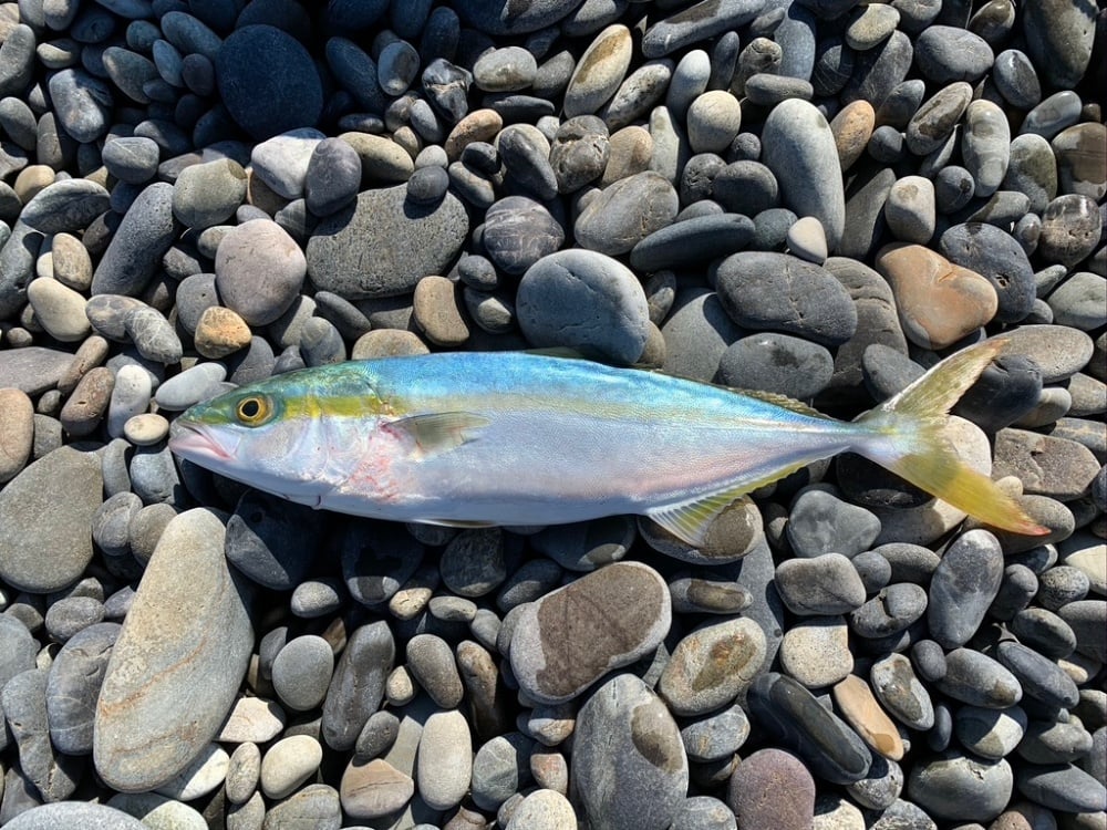 秋は青物がカゴ釣りで狙えるシーズン