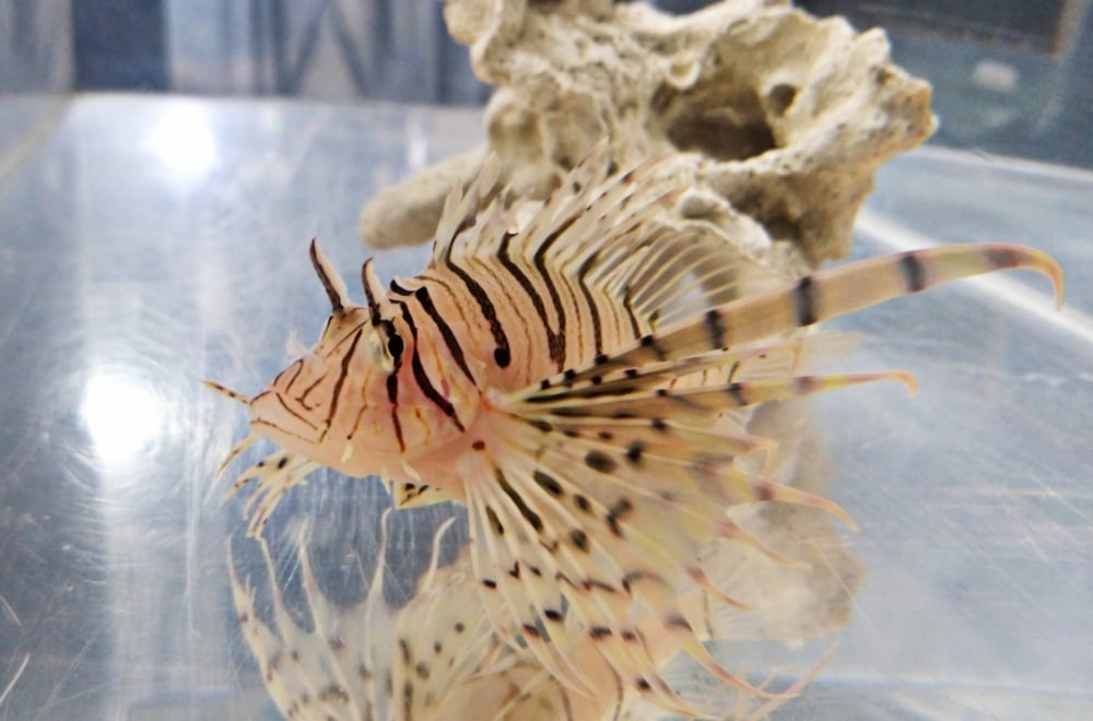 ミノカサゴの飼育には水温にも注意