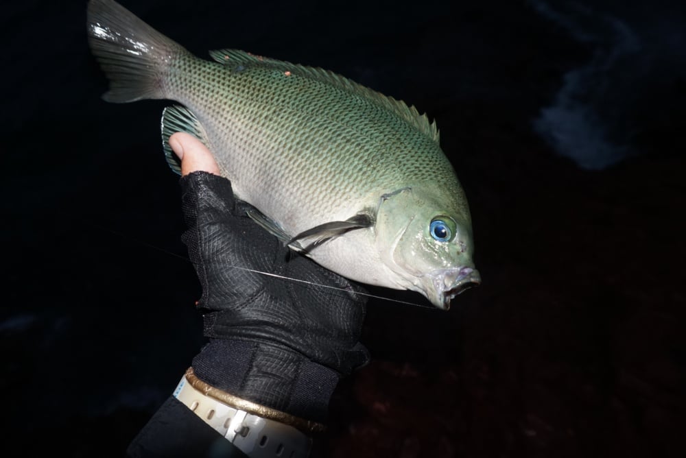 カゴ釣りは冬でも釣れる！