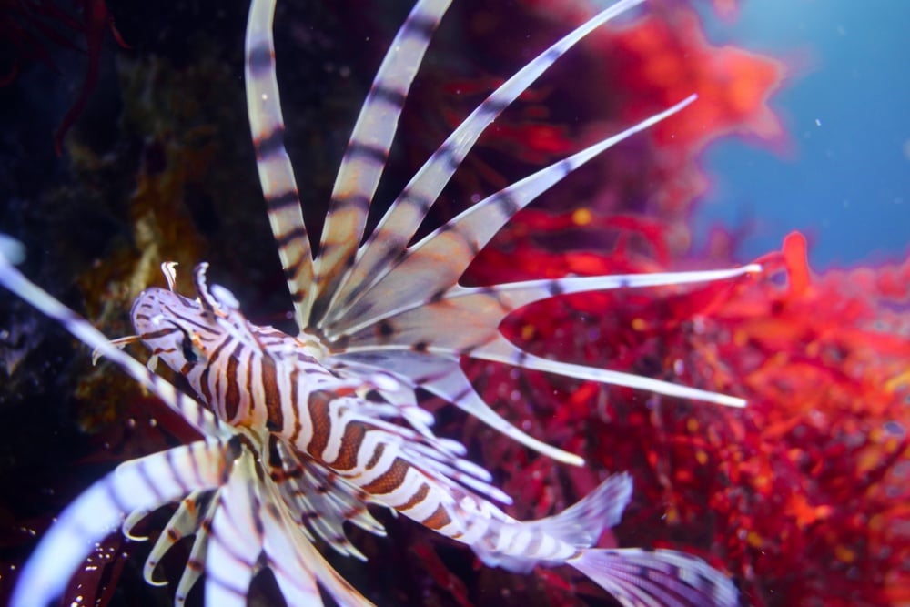 ミノカサゴは毒のある美しい魚