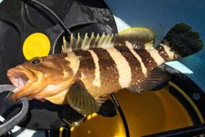 アオハタの生態や名前の由来とは
