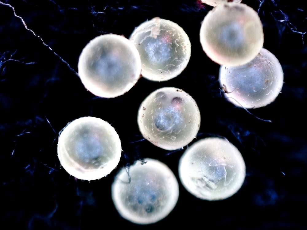 めだかの稚魚は孵化直後は餌を食べない