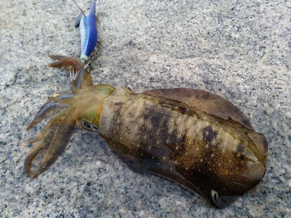 アオリイカの釣れる時期