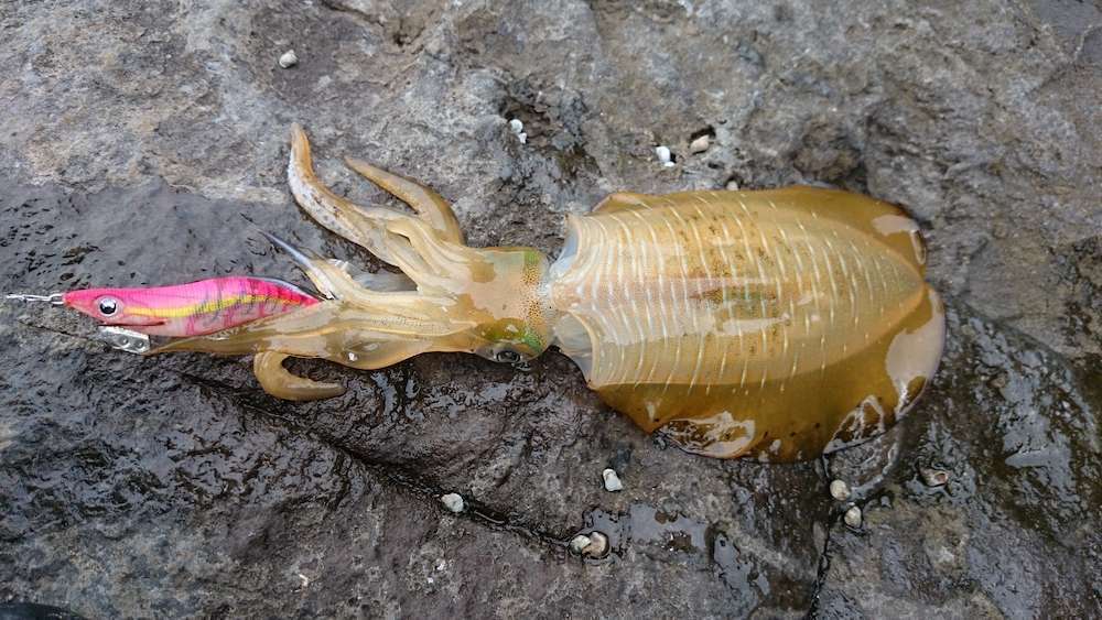 アオリイカ釣り
