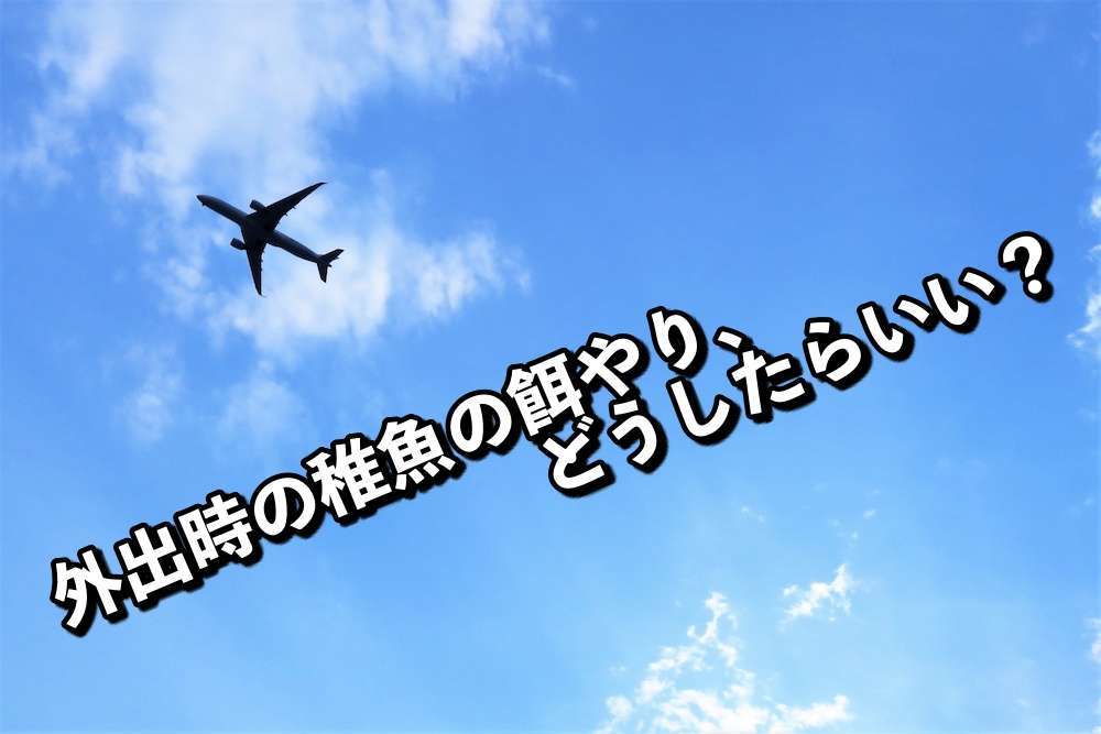 外出時のめだか稚魚の餌やりについて