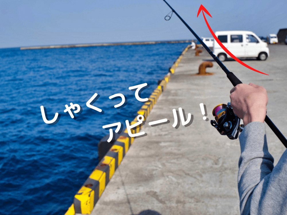 エギをしゃくってアオリイカにアピール
