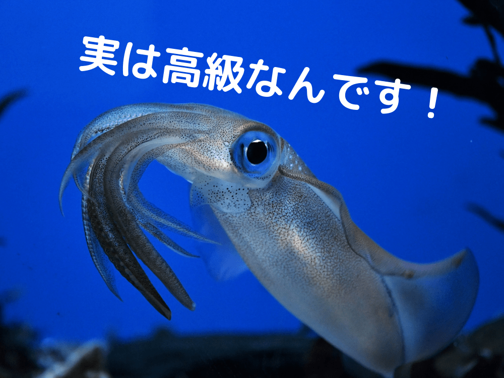 アオリイカは高い
