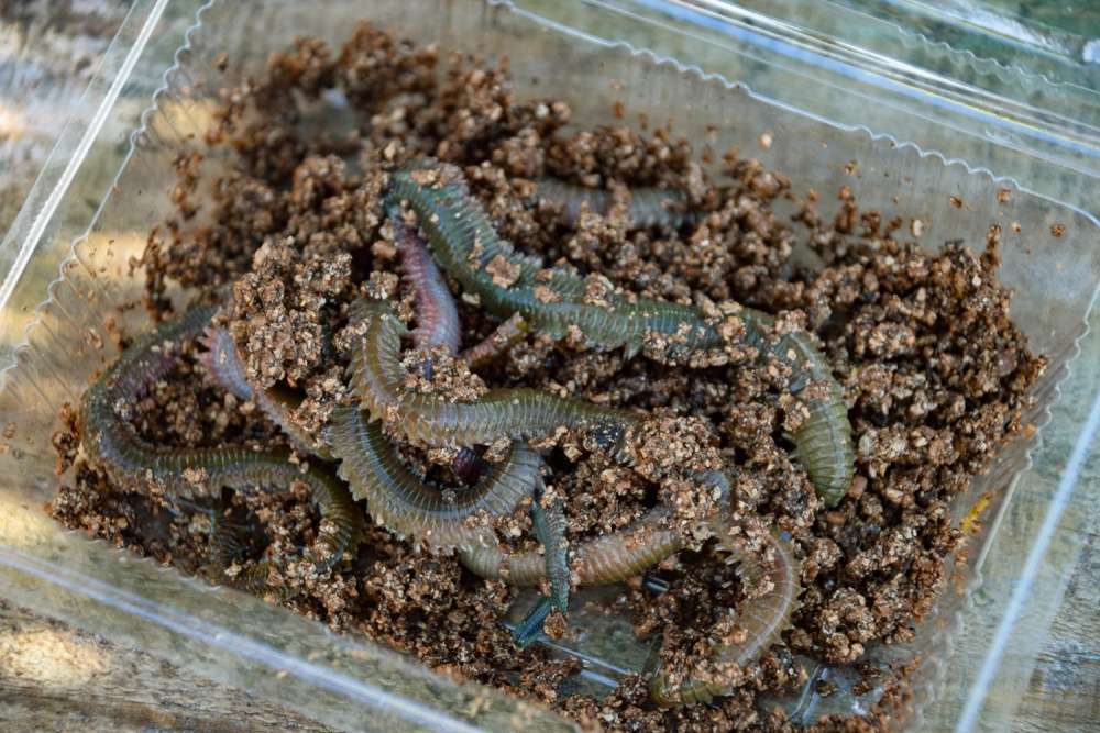 アオイソメはハゼ釣りの定番餌