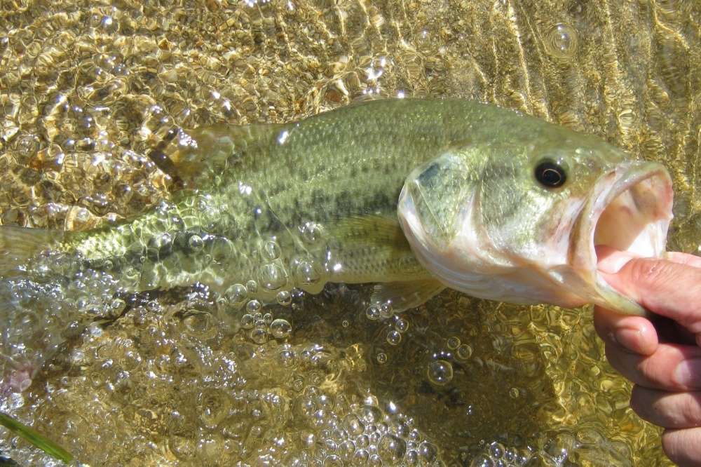ワールドラッシュ56Fでバスを釣ろう！