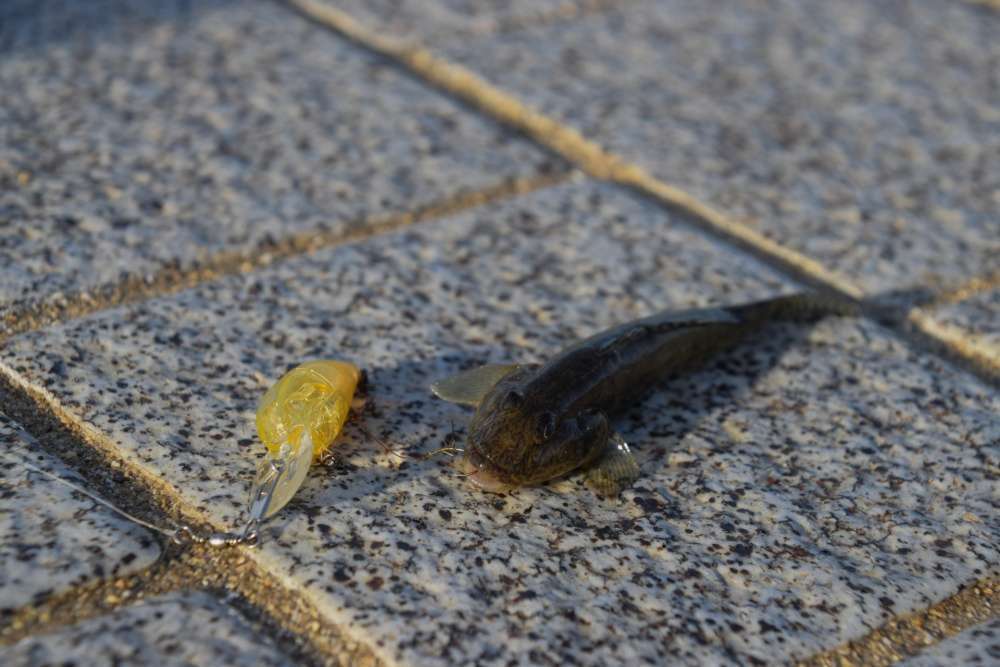 ハゼはルアーで狙っても面白い