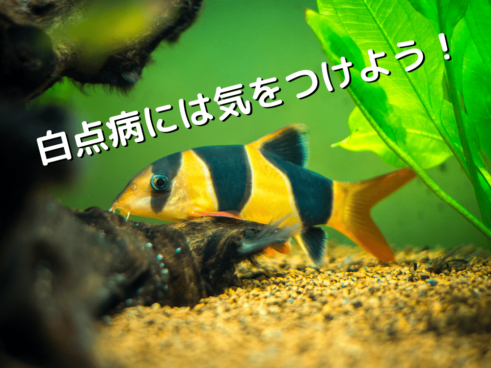 クラウンローチの病気