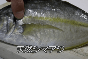 シマアジは刺身