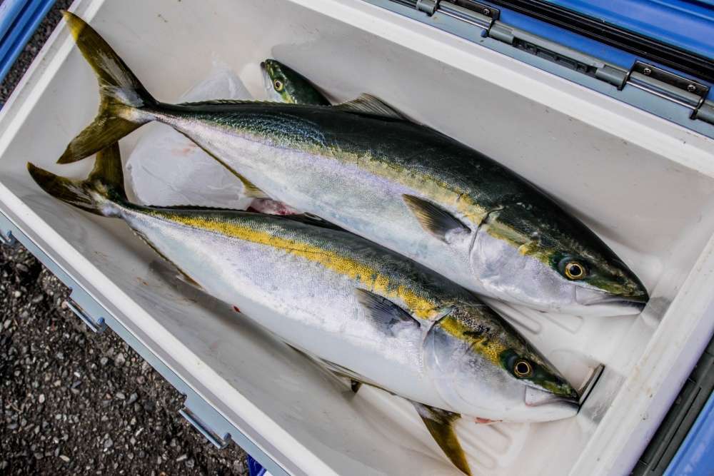 泳がせ釣りには夢がある！