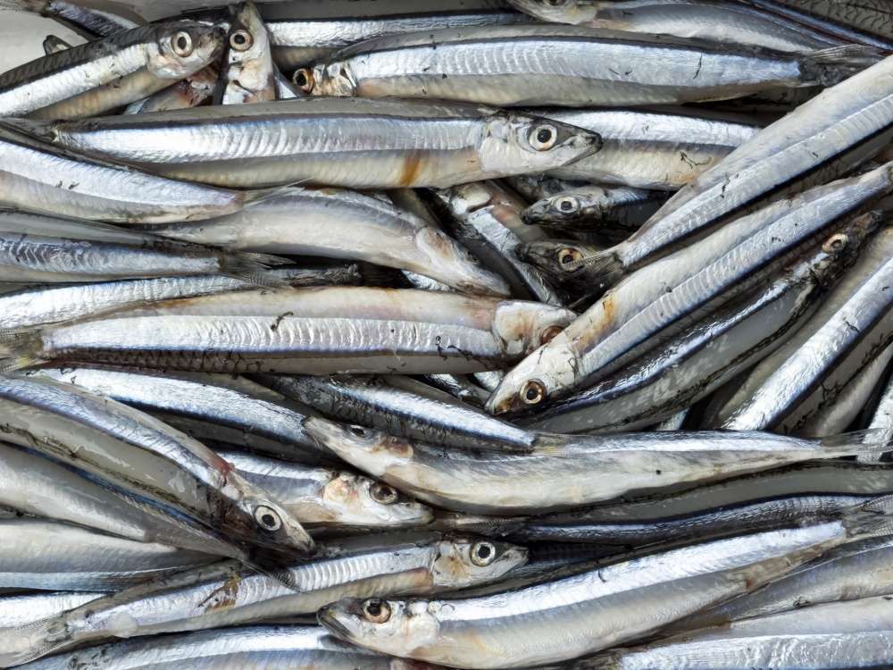 堤防からの太刀魚テンヤの定番餌はキビナゴ