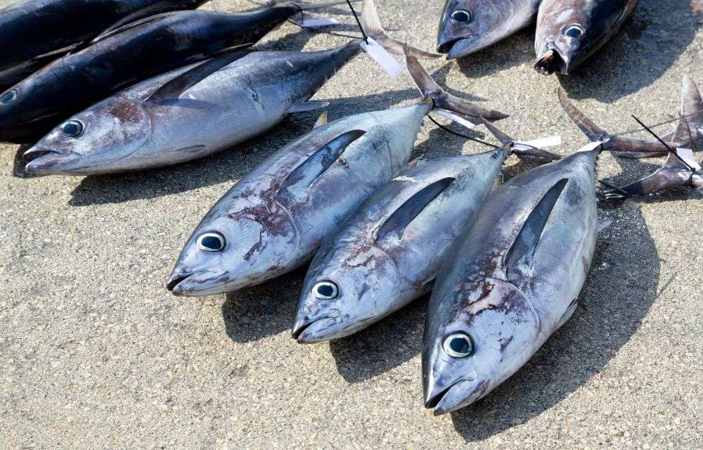 トンジギはビンチョウマグロがメインターゲット