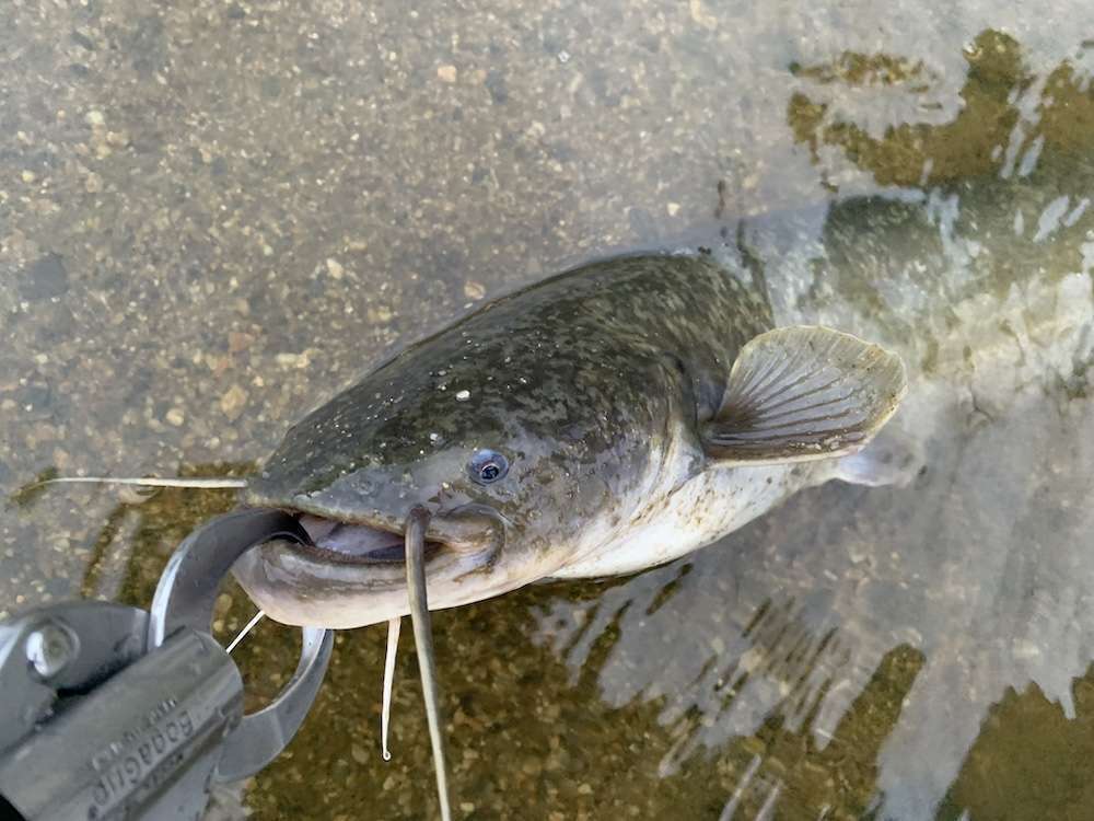 大物ナマズ