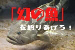 幻の魚クエ釣りを解説
