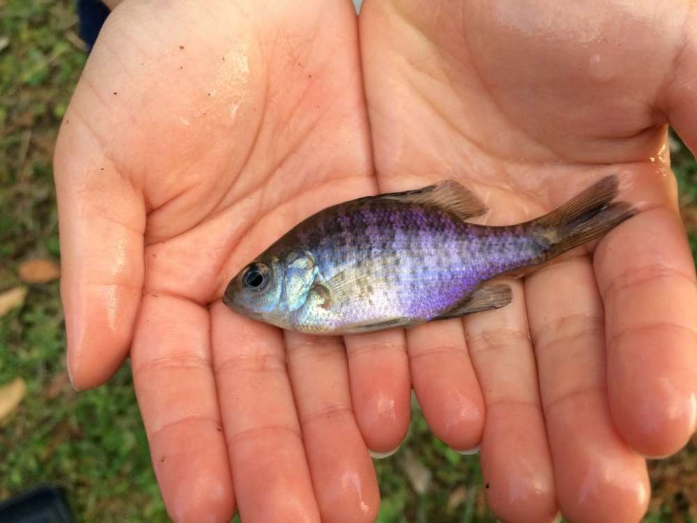 ブルーギルは身近な外来魚