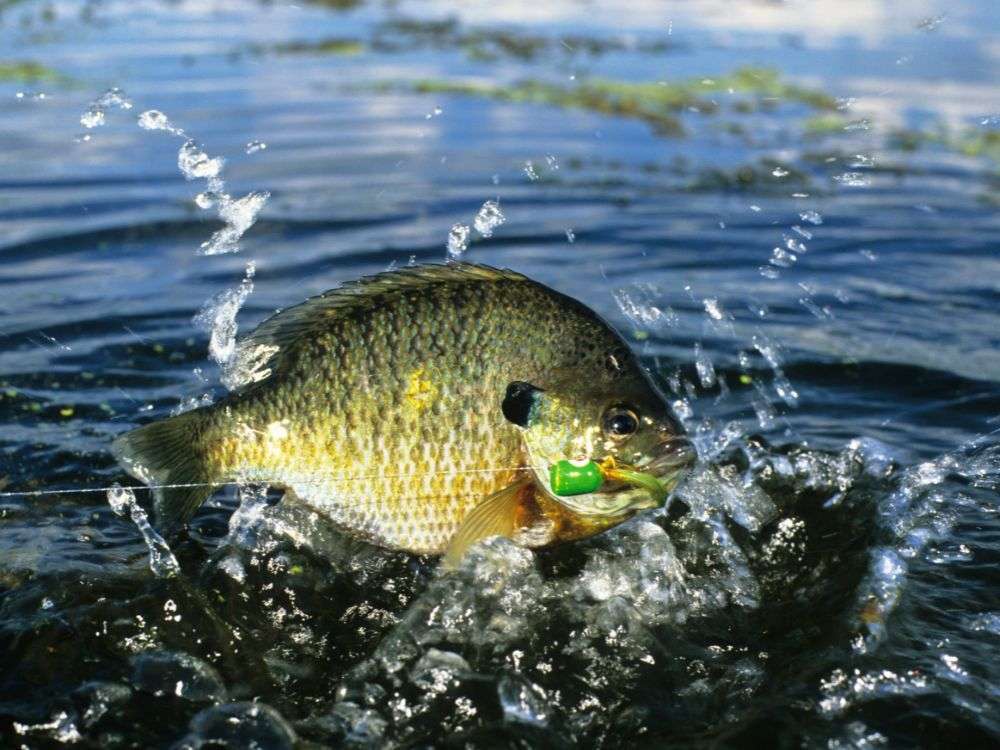 ブルーギルのルアー釣り