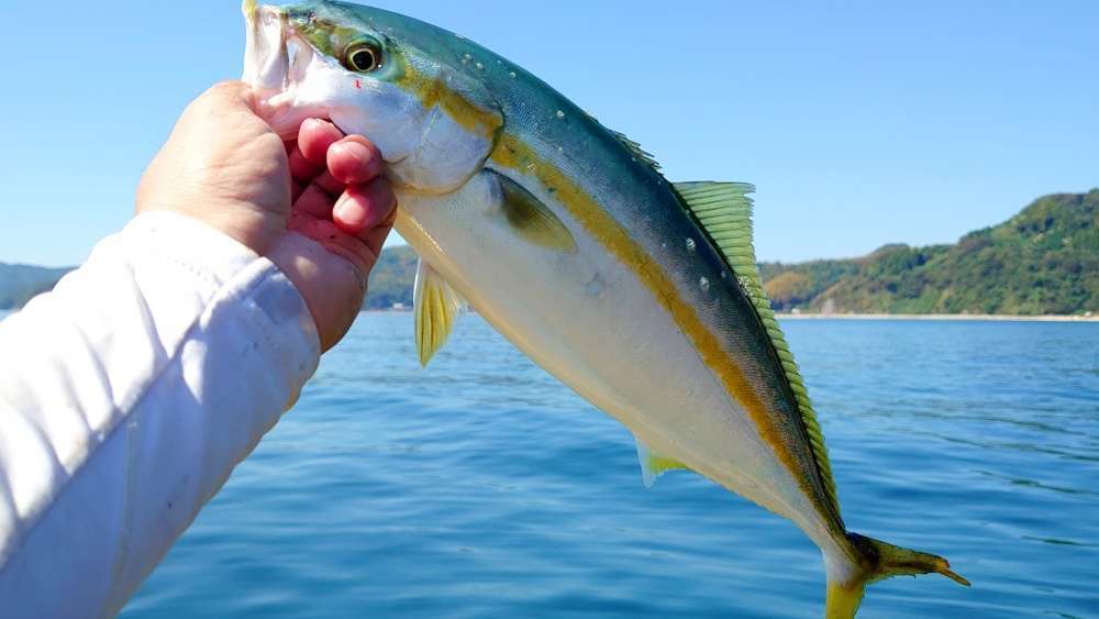 ボートシーバスロッドで青物は釣れる？