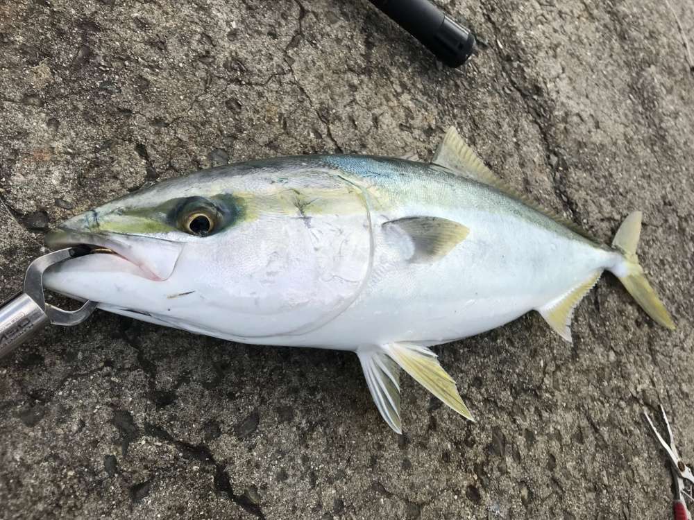 シーバスロッドで青物は釣れる？