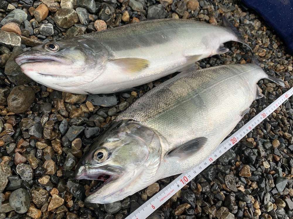 ビワマスは美味しい