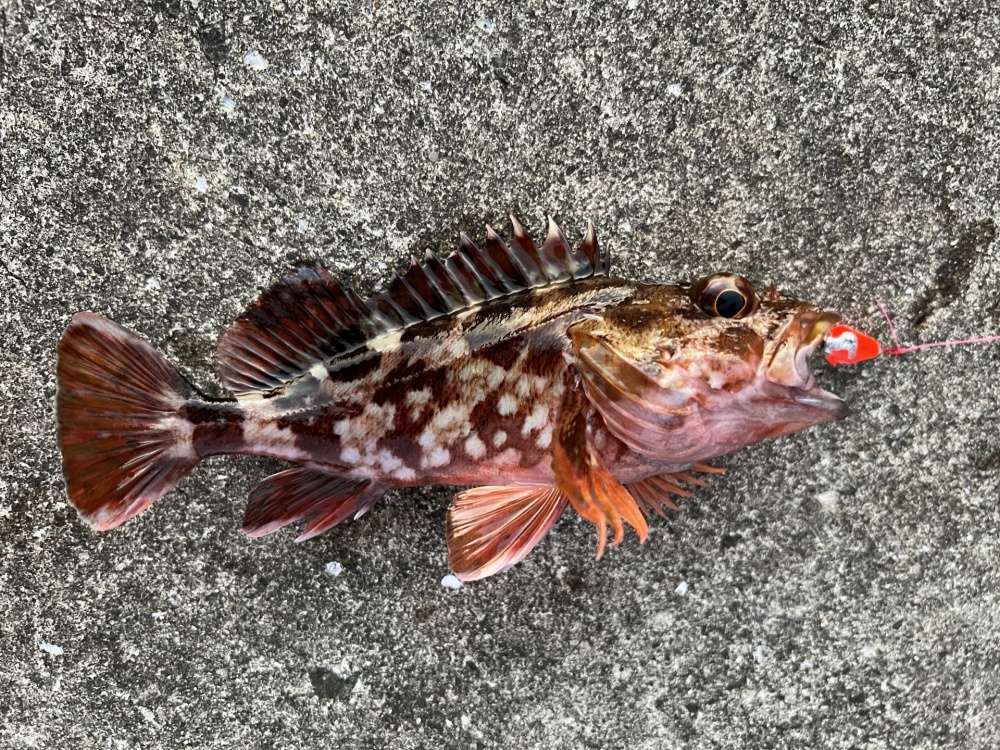 穴釣りの代表種カサゴ