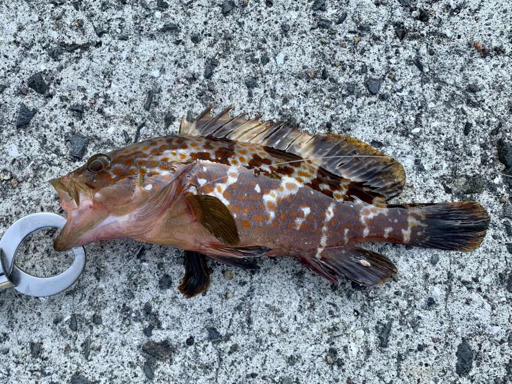 キジハタは穴釣りで釣れる高級魚