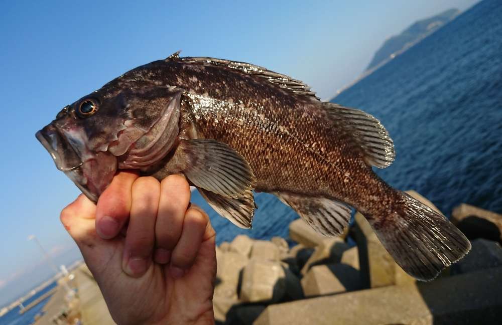 穴釣りで大物をゲット！