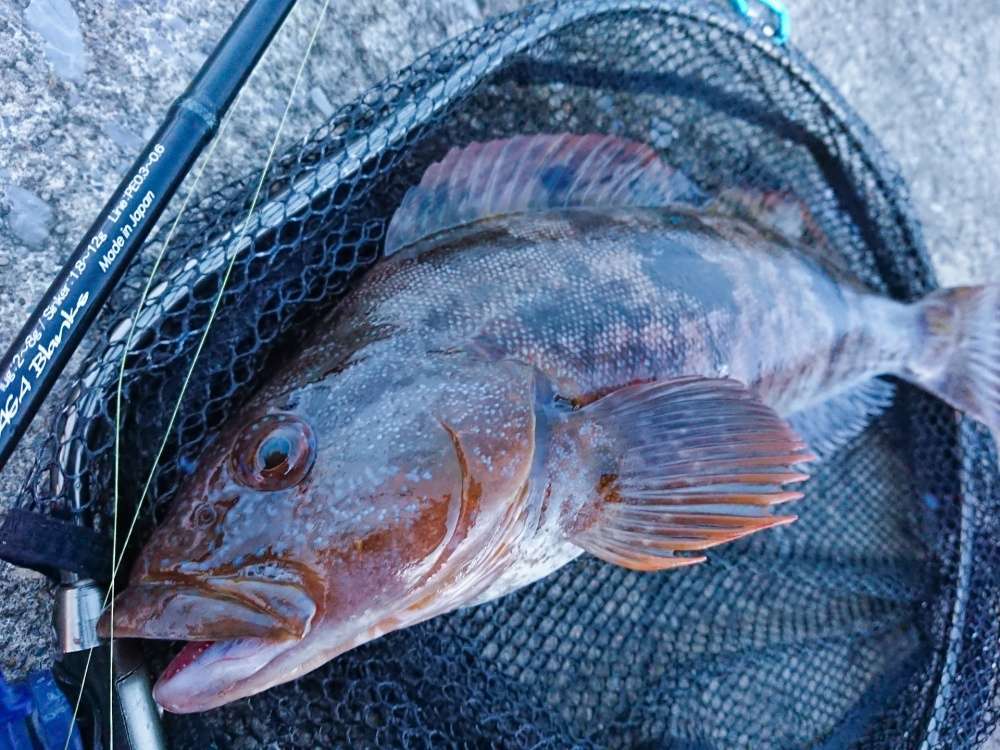 穴釣りではアイナメも狙える