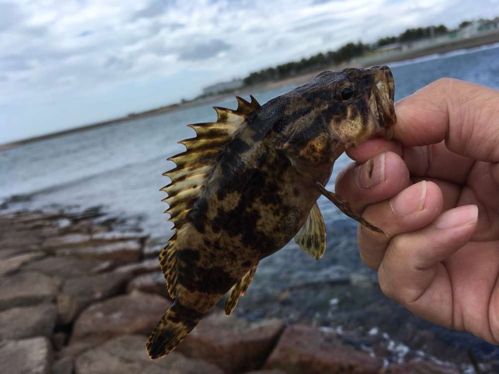 ソイ類は各地で狙える穴釣りのターゲット