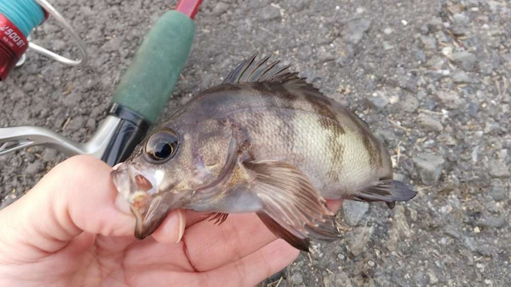 穴釣りではメバルもよく釣れる！