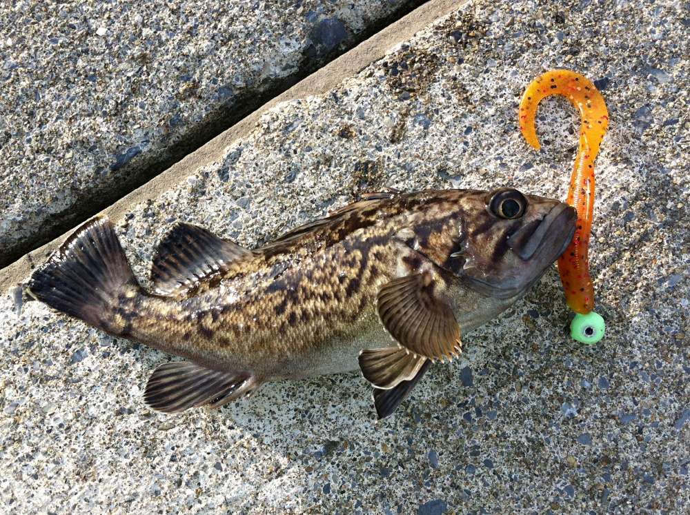 穴釣りにワームは使える？