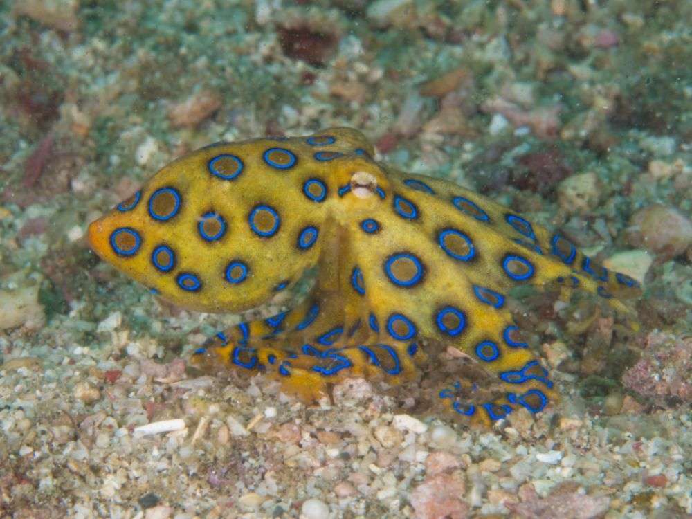 タコ釣りではヒョウモンダコに注意