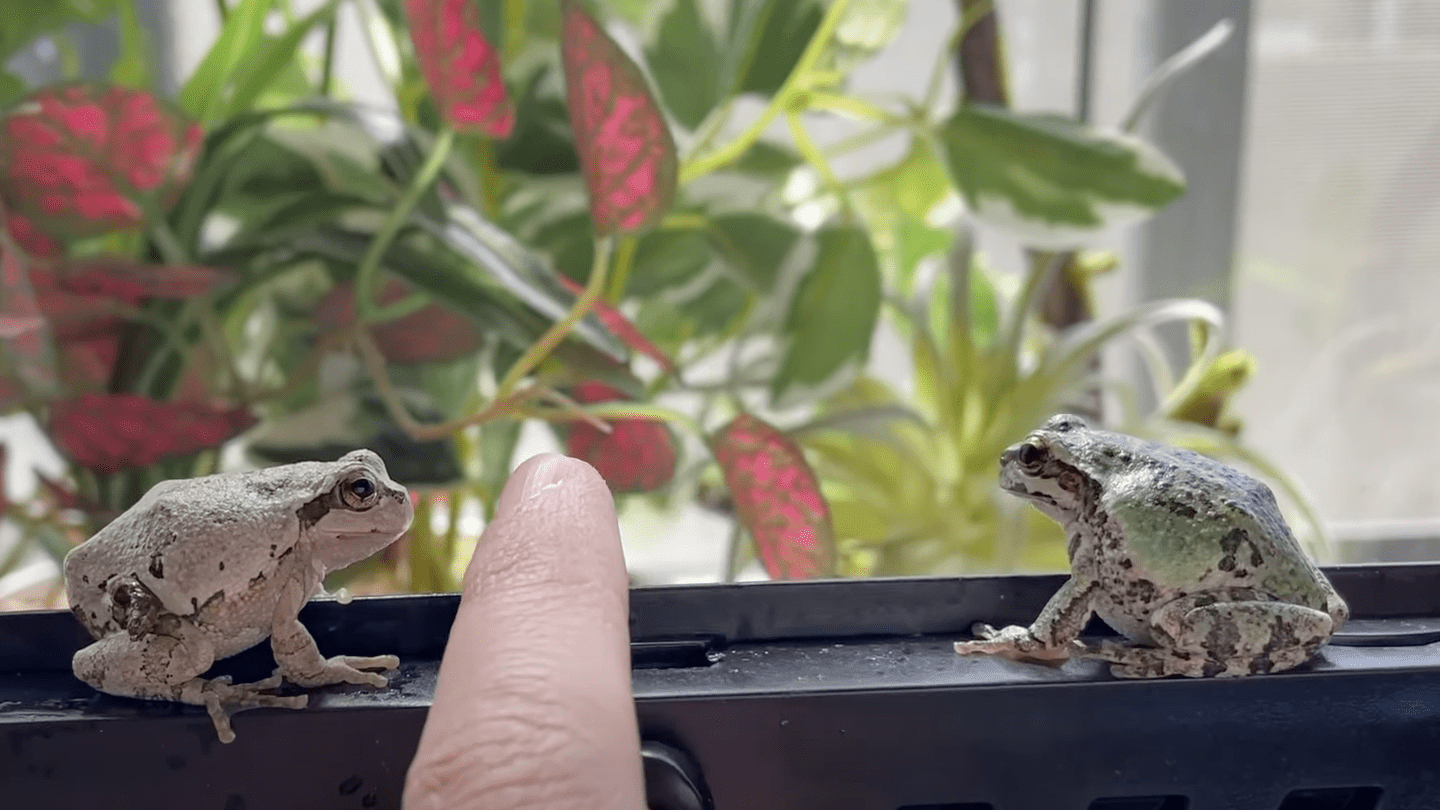いカエル5選！水槽で飼える人気の種類