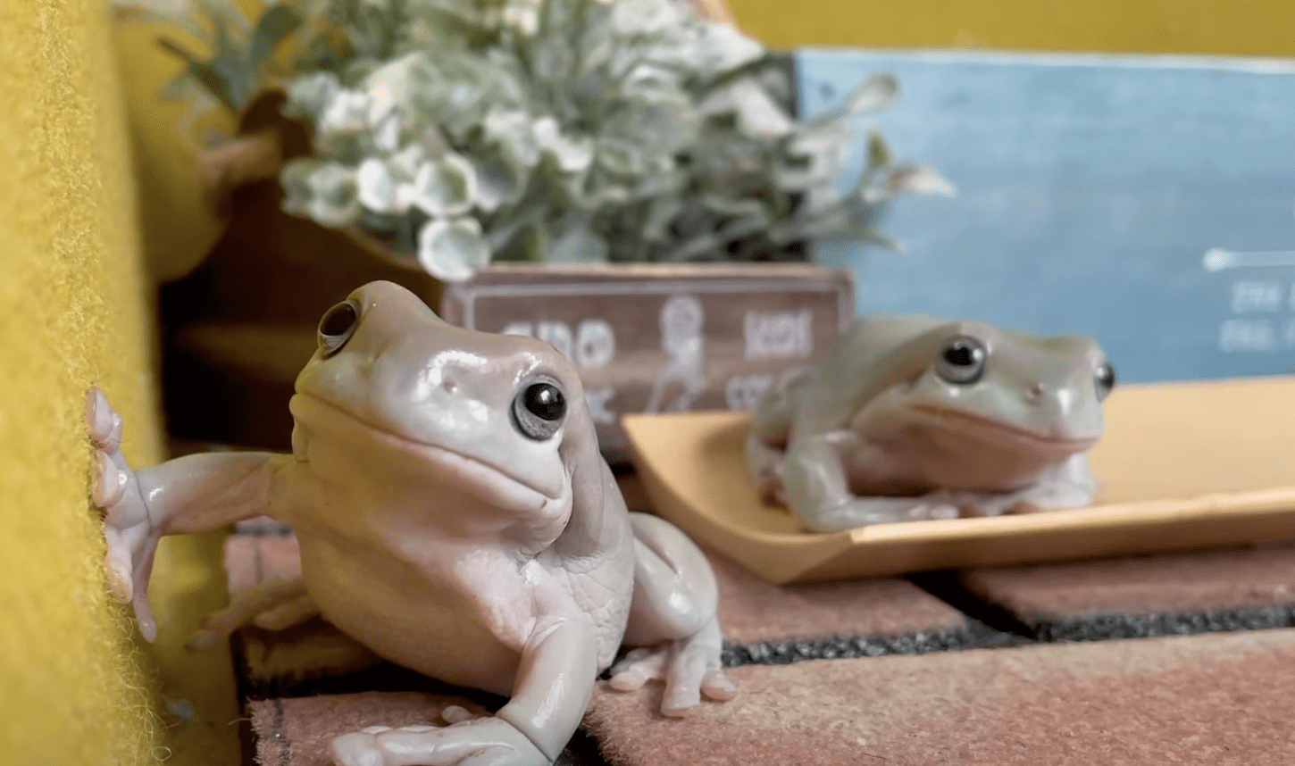 いカエル5選！水槽で飼える人気の種類をご紹介